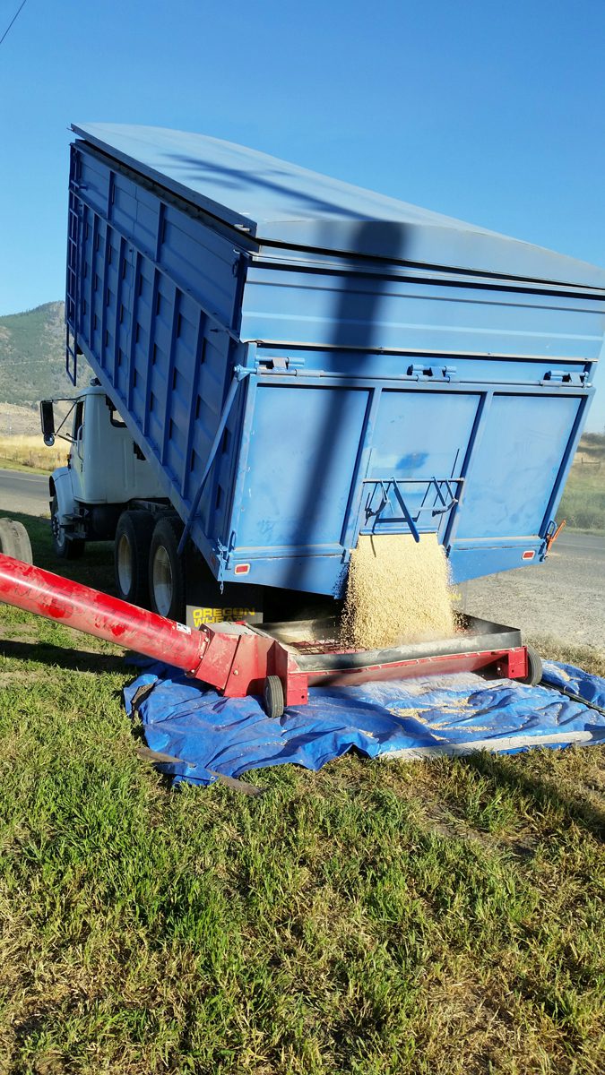 Bulk Seed Truck Unloading