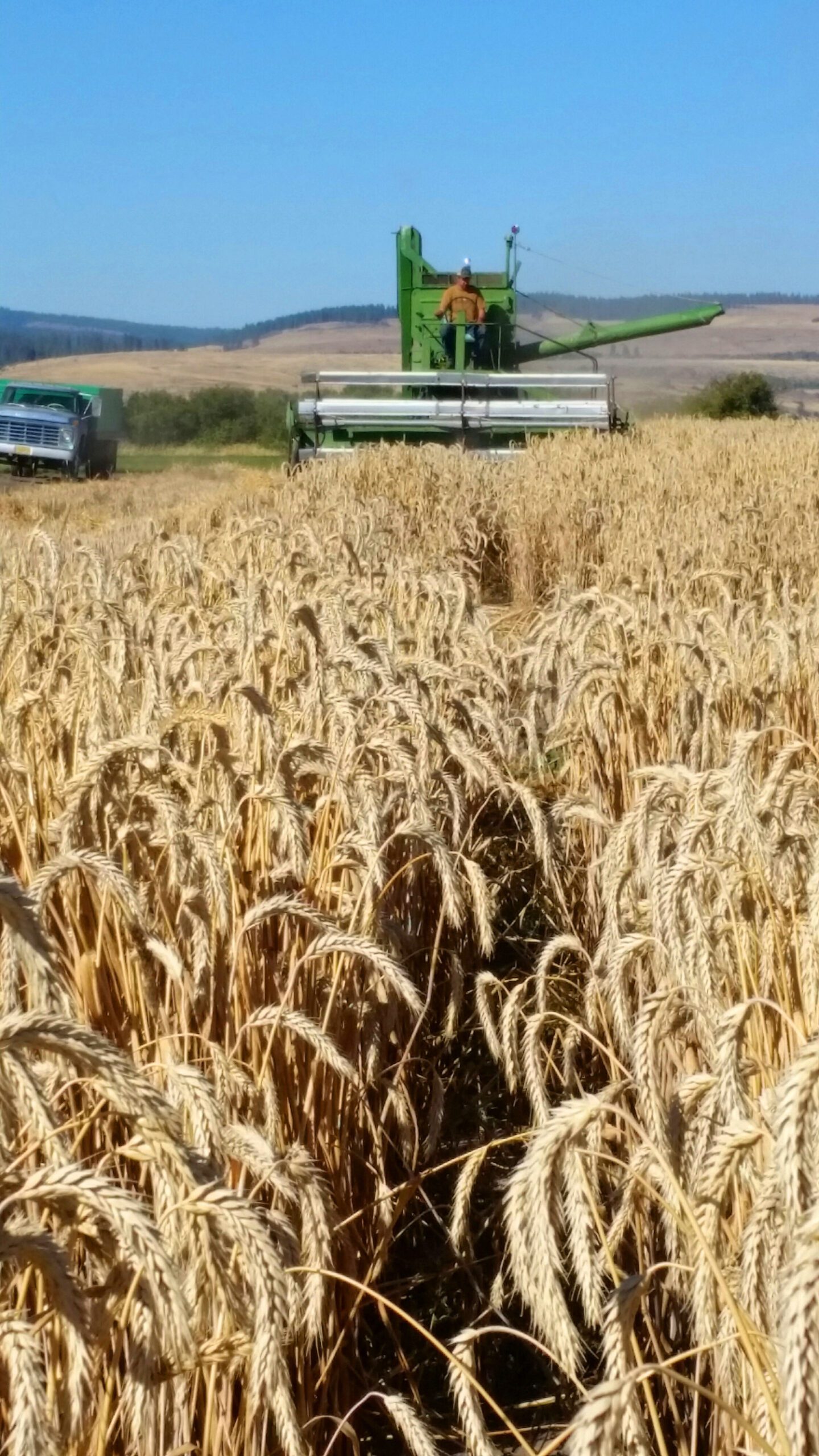 Grain Production Fields